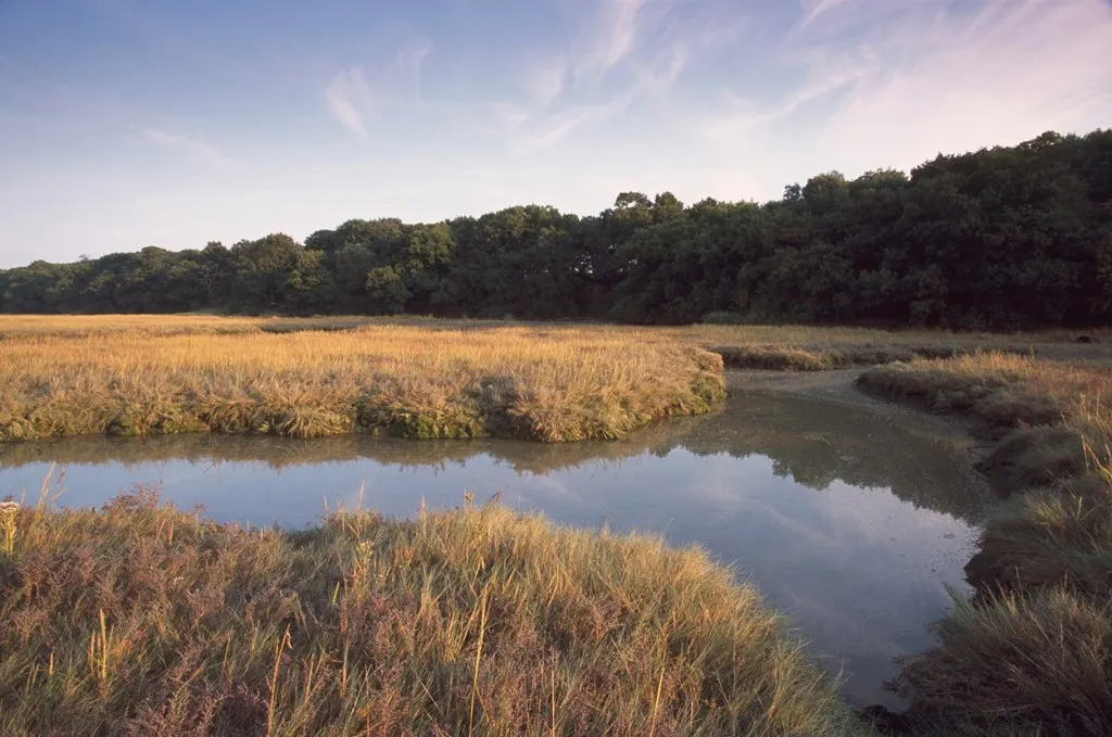 Stour Estuary, an organically shaped marsh surrounded by beige grasses, with a stretch of woodland along the horizon
